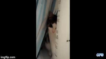 Mačke nimalo ne po&scaron;tuju tuđu privatnost, ali jako mare za svoju