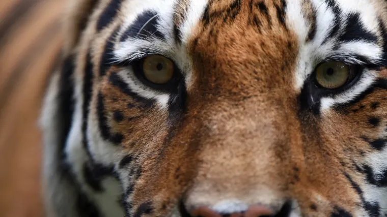 Tigar ozlijedio trogodi&scaron;njaka