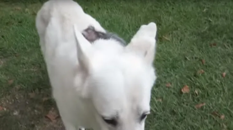 Raznježit ćete se kad vidite &scaron;to je ovaj pas napravio