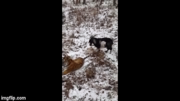 Tigar i jarac postali prijatelj, kako je to uopće moguće?!