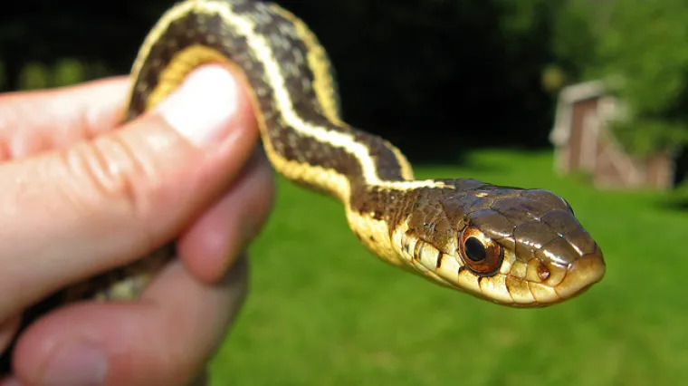 Prastara lubanja otkrila i tu tajnu