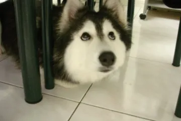 Ovaj pas radije sjedi na prozoru, nego što trči za loptom