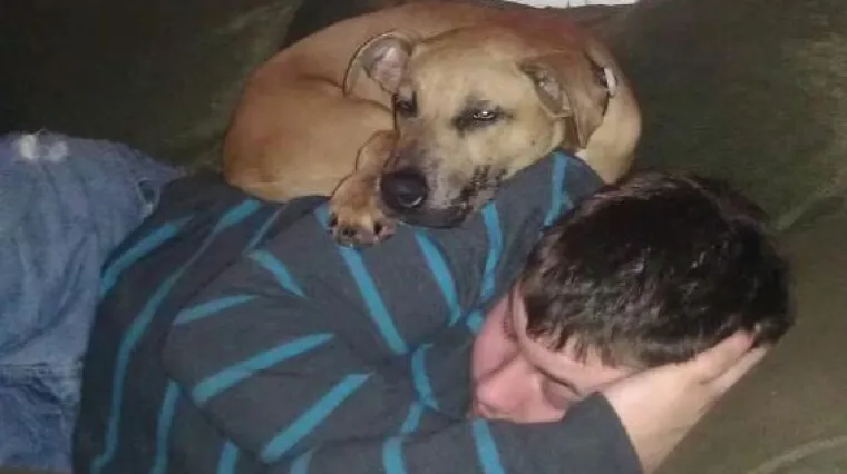 Ovim psima to nije uvreda jer su umislili da su mačke