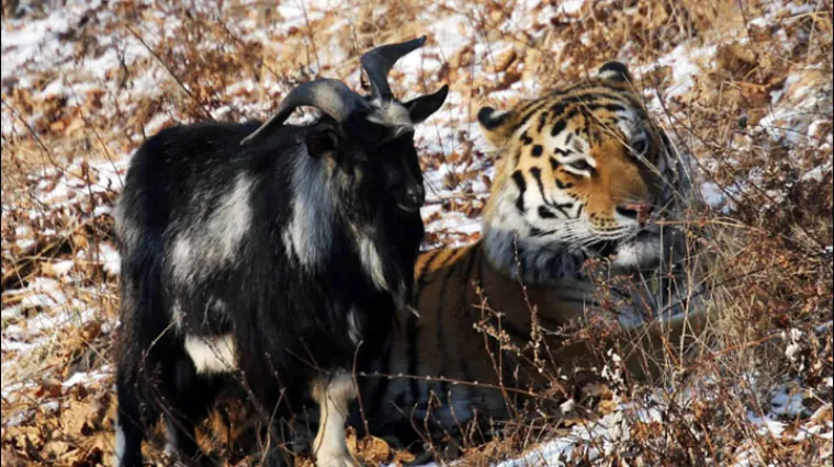 Ovom sibirskom tigru ručak je postao najbolji prijatelj