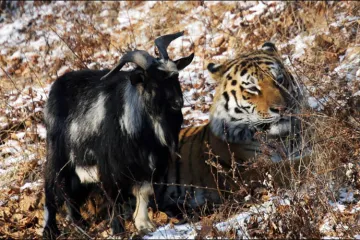Ovom sibirskom tigru ručak je postao najbolji prijatelj