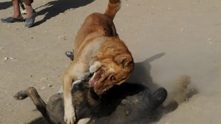 "Jedan od dječaka uhvatio ga je, udario njime o zemlju i usmrtio ga"