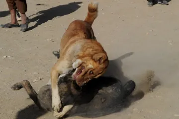 "Jedan od dječaka uhvatio ga je, udario njime o zemlju i usmrtio ga"
