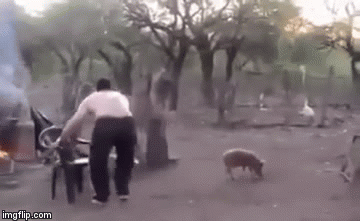 Poku&scaron;ao uhvatiti prase pa doživio &scaron;ok