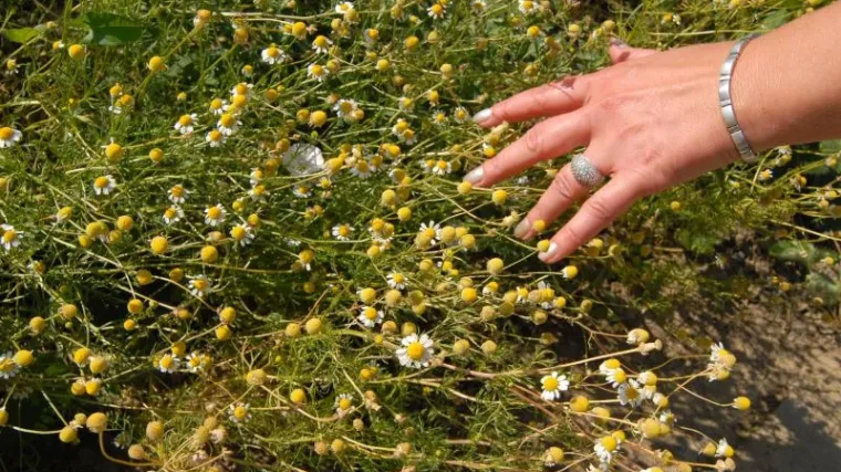 Preorijentirali proizvodnju i uboli pravi zgoditak, tražit će i kooperante