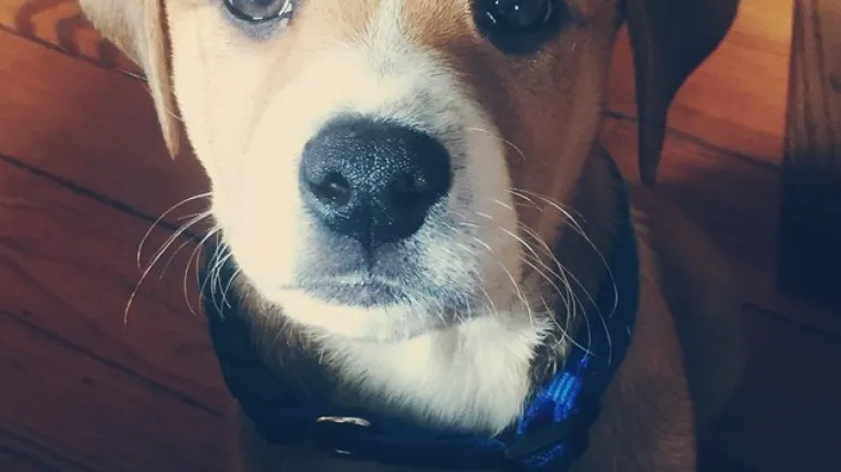 Ovih 45 dlakavaca prona&scaron;lo je svoje mjesto pod Suncem