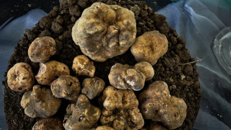 "Supruga mi je donijela dva kilograma tartufa iz Iraka"