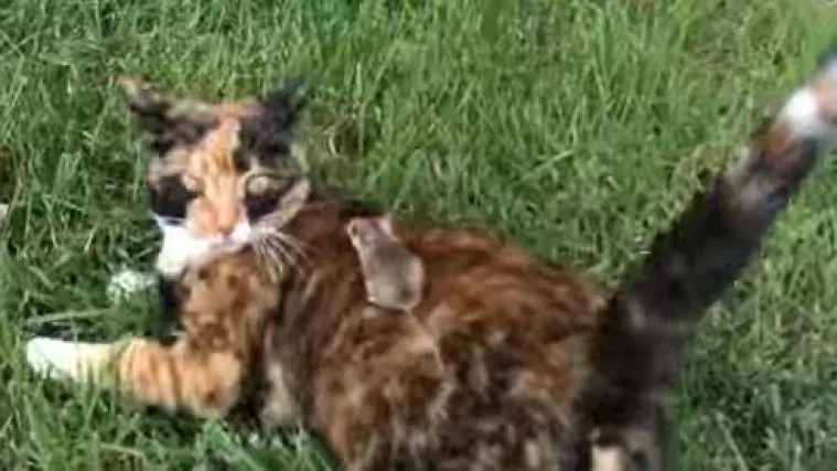 Seoska mačka imenom Ciganka i mali miš, navodno, postali prijatelji