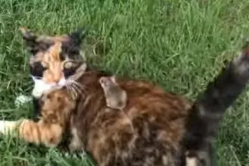 Seoska mačka imenom Ciganka i mali miš, navodno, postali prijatelji