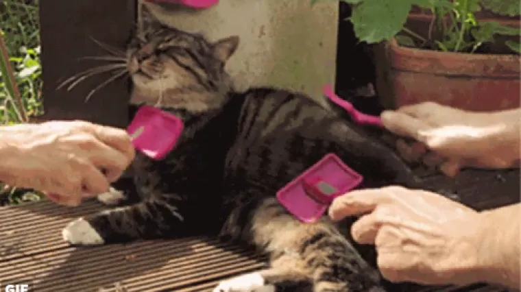 Građani izmučeni korupcijom i skandalima za novog gradonačelnika žele postaviti - mačku!