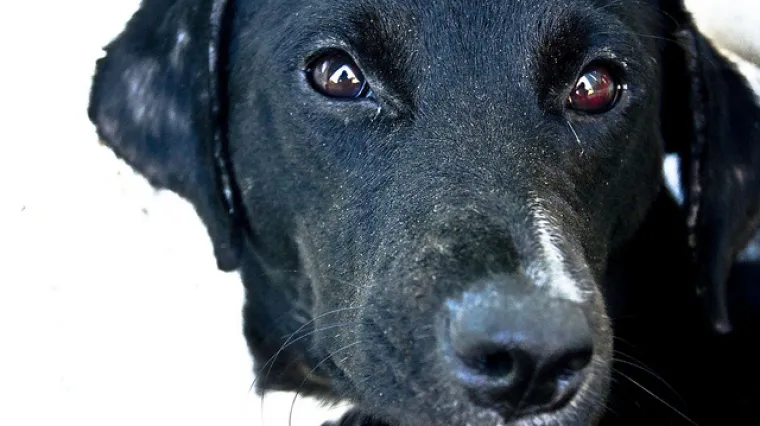 Od pirotehnike ne stradavaju samo djeca nego i tisuće ljubimaca