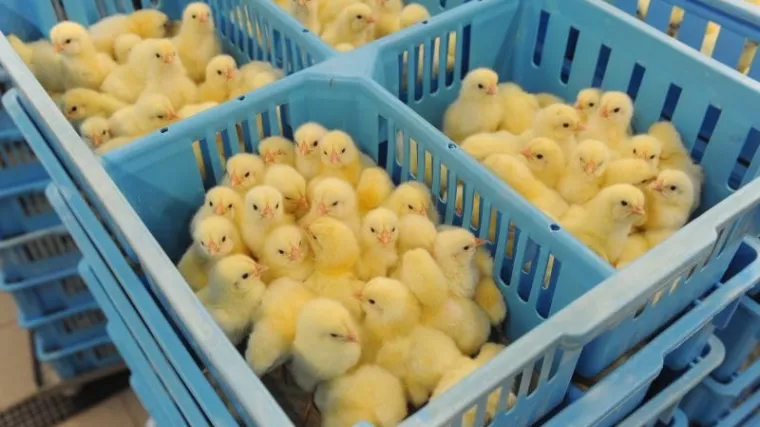 Upao na farmu peradi i ukrao nekoliko stotina pilića