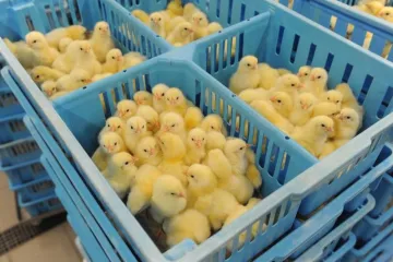 Upao na farmu peradi i ukrao nekoliko stotina pilića