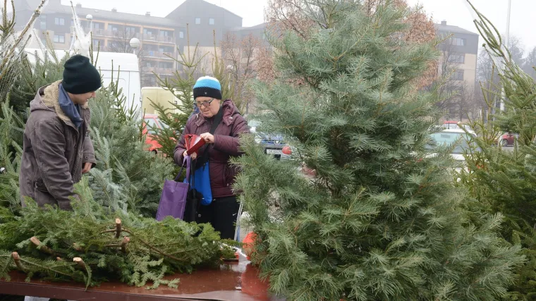 Službeno počela prodaja božićnih drvaca: RTL Danas provjerio koje su im cijene i koja su najtraženija