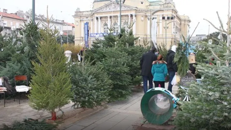 Na riječkoj tržnici najbolje 'idu' &ndash; najskuplja drvca! (VIDEO)