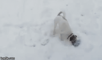 Psi su i najvrjedniji radnici, osim &scaron;to su najbolji prijatelji!