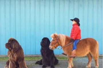 Dječak Julian ima doista posebnu ekipu, dva velika psa i lijepog konja