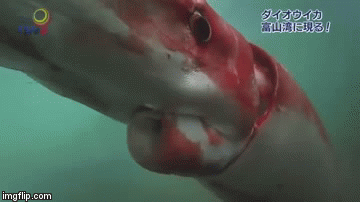 U Japanu uspjeli snimiti divovsku lignju, ovaj put nije riječ o prevari