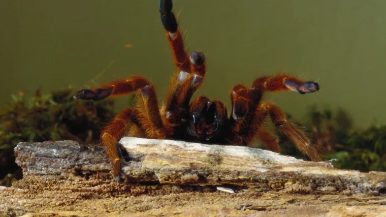 Kako se riješiti straha od pauka u 2 minute