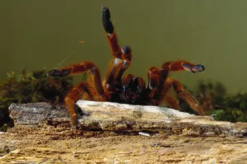 Kako se riješiti straha od pauka u 2 minute