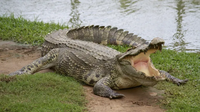 Zbog poplava u Australiji krokodili počeli ulaziti u naselja i napadati pse!