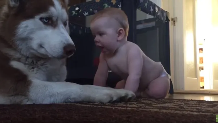 Ovaj haski dugo je trpio 'napade' bebe, a pogledajte što je onda napravio