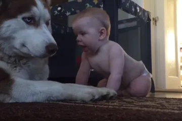 Ovaj haski dugo je trpio 'napade' bebe, a pogledajte što je onda napravio