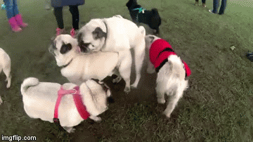 Nespretne, napaljene i smije&scaron;ne životinje koje su obilježile 2015. godinu