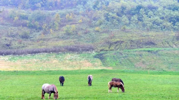 Ponovo ustrijeljene dvije kobile