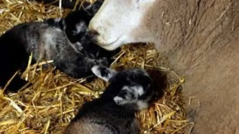 Ojanjila blizance, a svi znakovi pokazuju da je djevica