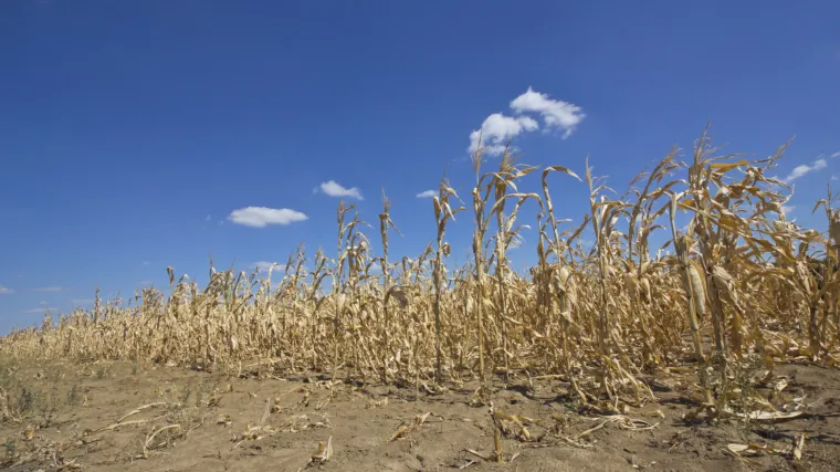 2016. godine moguće su humanitarne katastrofe, milijuni će biti bez hrane
