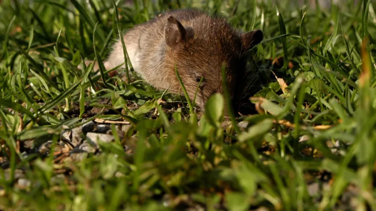 Tri sata nakon polijetanja morali vratiti avion u polazi&scaron;nu luku zbog - &scaron;takora!