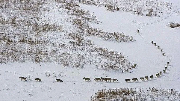Sjećate se priče o ovom čoporu vukova? Nije ba&scaron; istinita...