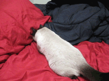 Pazite, mačke su uvijek spremne za dvoboj