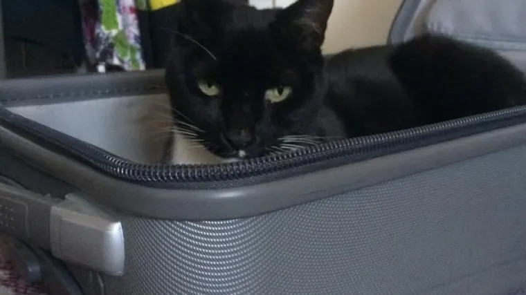 21 stvar koju je apsurdno te&scaron;ko raditi kad imate mačku