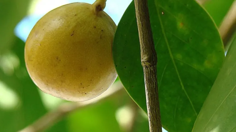 Ovo je najotrovnije stablo na svijetu