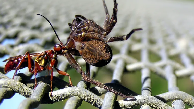 Ono &scaron;to ove ose rade svojim žrtvama stvarno je odvratno