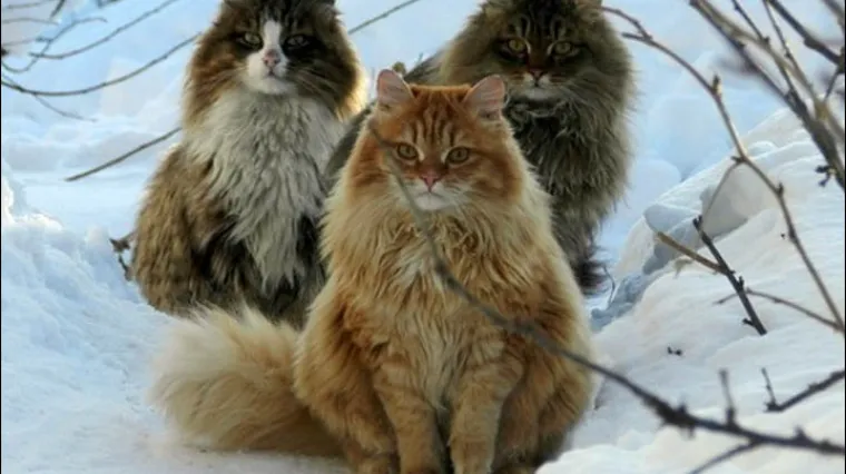 Nakon &scaron;to su ih prozvali norve&scaron;kim mačkama, vlasnica odlučila ispraviti pogre&scaron;ku