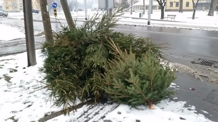 Prikupljanje i odvoz božićnih jelki u Osijeku