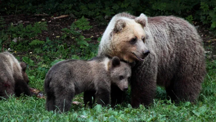 U Staroj Su&scaron;ici niknut će Centar za velike zvijeri