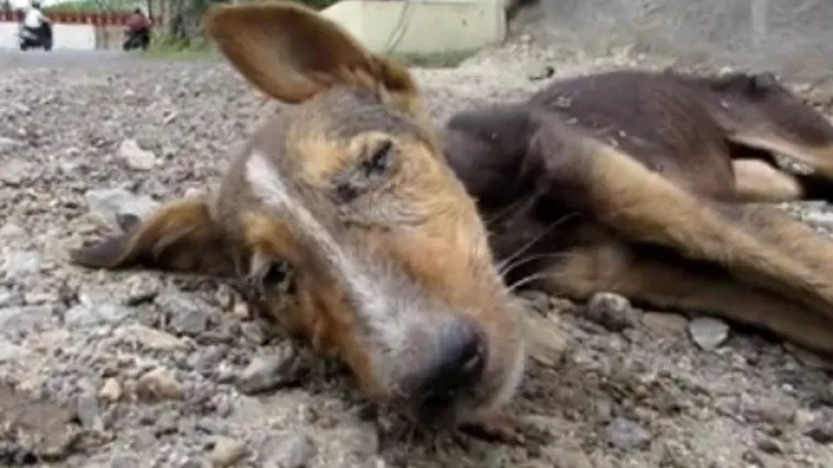 Mladi pas čudesno se oporavio od kuge koju je zaradio na smetlištu