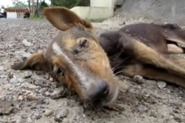 Mladi pas čudesno se oporavio od kuge koju je zaradio na smetlištu