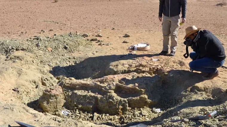 Našli fosile krokodila velikog poput autobusa