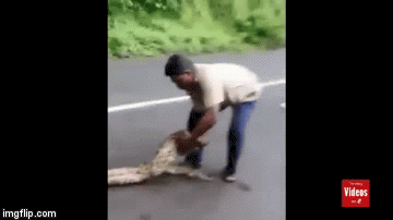 Golim rukama uspio istisnuti dva kozlića iz pitona