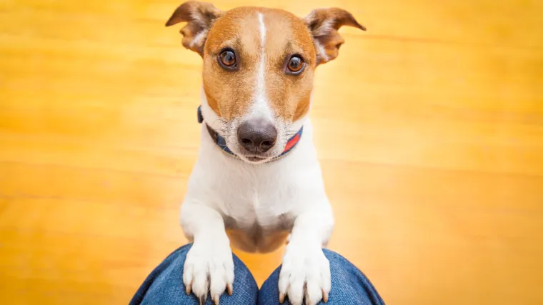 Psi prepoznaju ljudske osjećaje, čak i kod potpunih stranaca