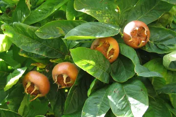 Prekrasno cvate, čini čuda za zdravlje, a slasna je u pekmezima, likerima...